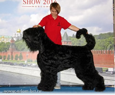 Adam Racy Stile APOLLON